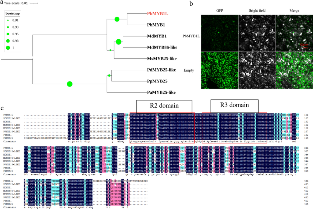 R2r3 Myb Transcription Factor Ppmyb17 Positively Regulates Flavonoid