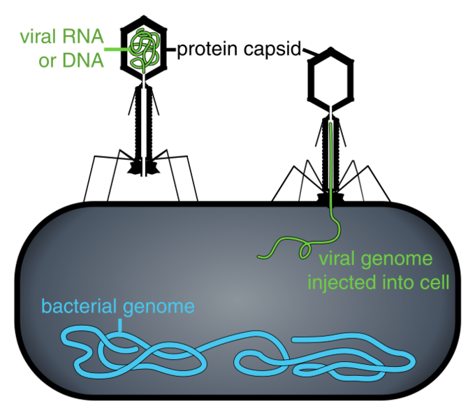 Phage Display Screening Panning How To Reduce The Percentage Of Short