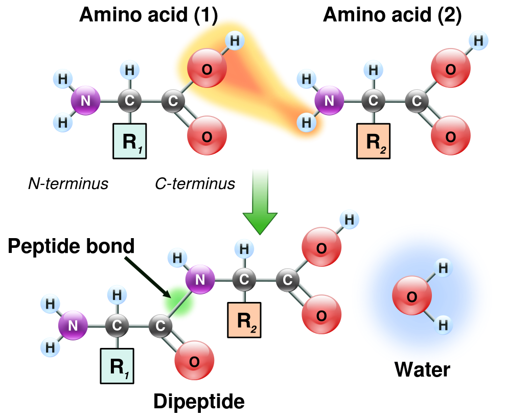 Peptide Dosing Calculator