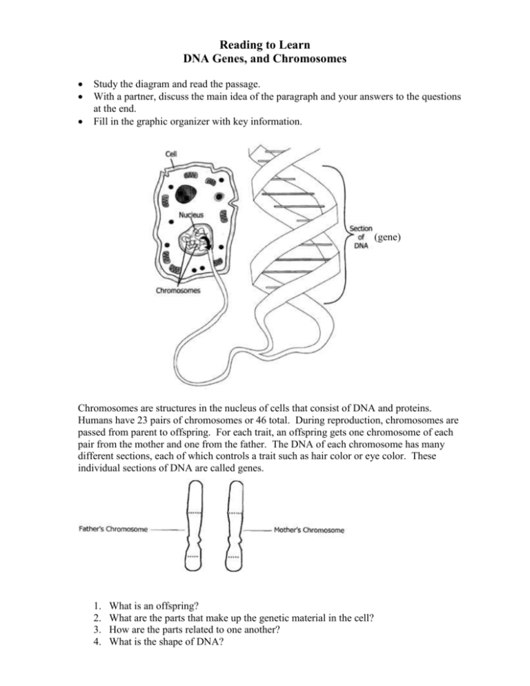 Igcse Bio Worksheet 16 Chromosomes Genes And Dna Pdf