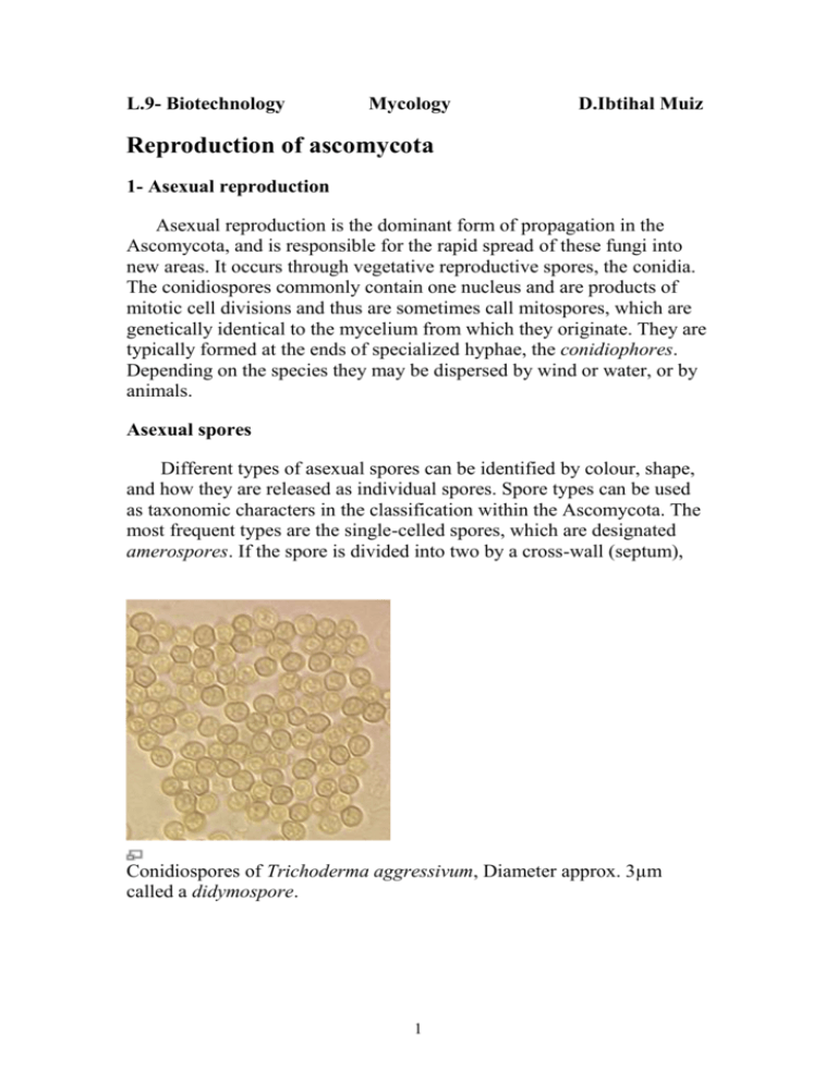 Solved Ascomycota Produce What Type Of Spore During Asexual