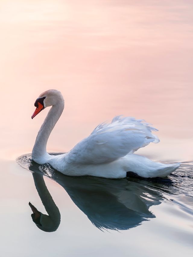 Swan Symbolism