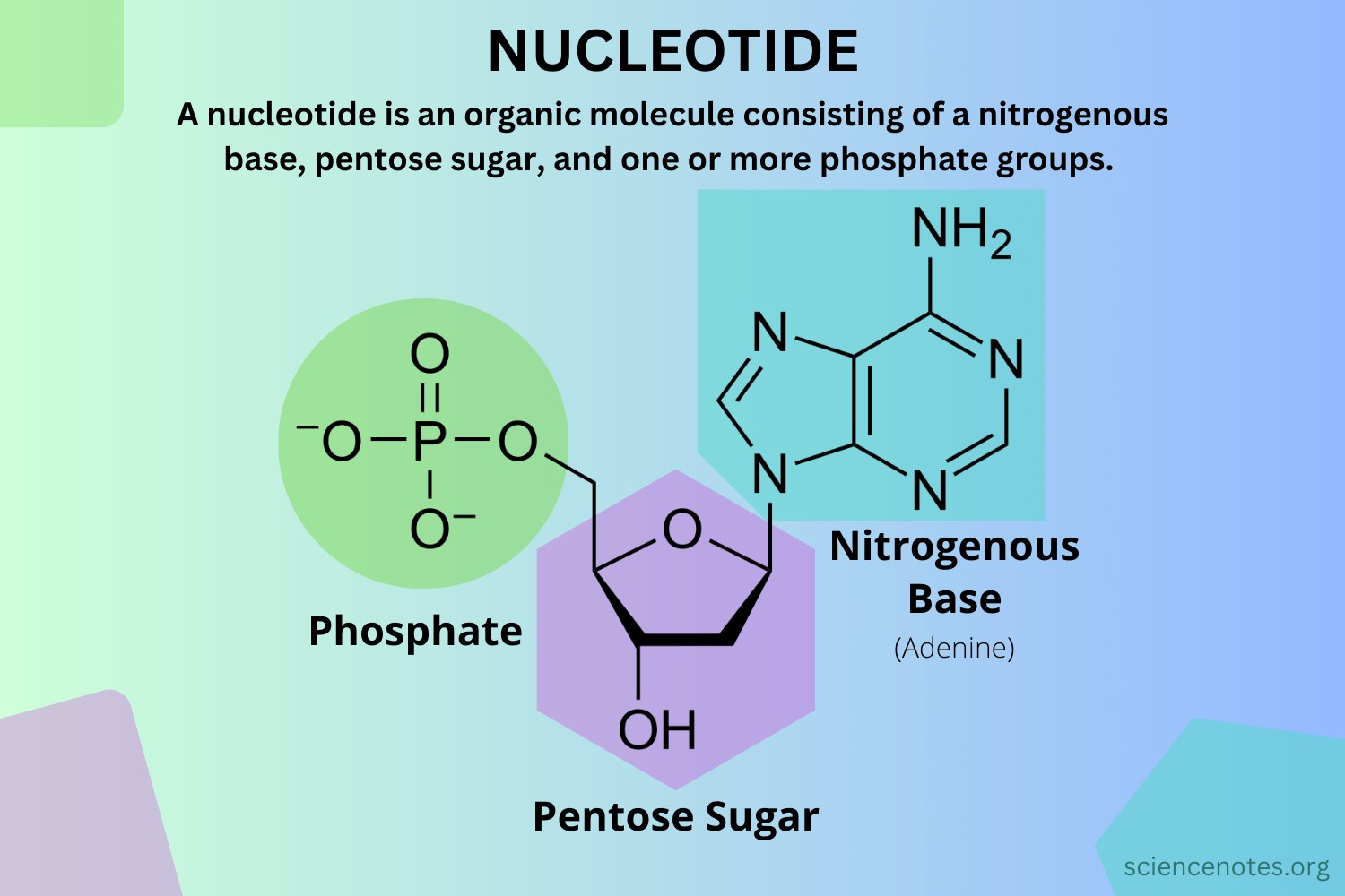 Nucleoside Structure