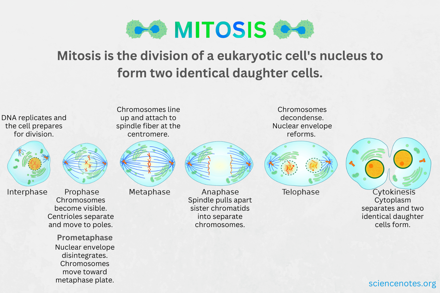 Mitotic And Meiotic Stages A Mitosis In Nondividing Vegetative