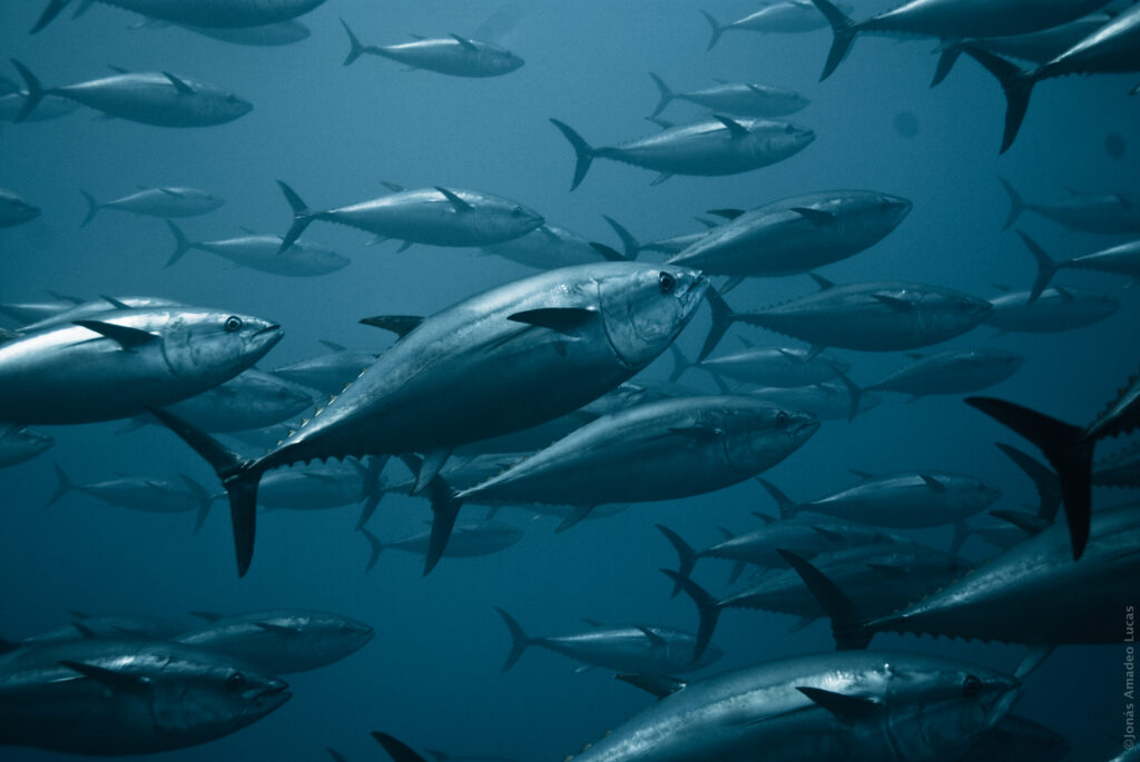 Atlantic Bluefin Tuna Habitat Utilisation And The Environmental
