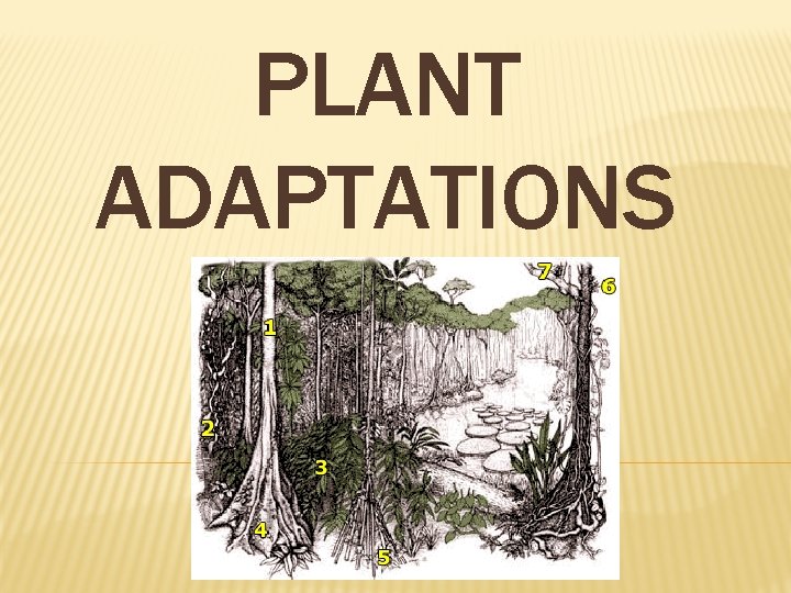 Plant Adaptations Pdf