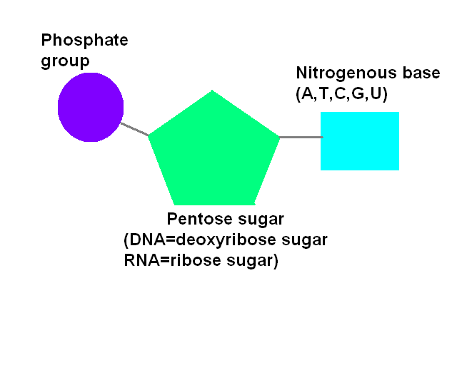 Nucleotide And Deduced Amino Acid Sequences And The Genomic Structure