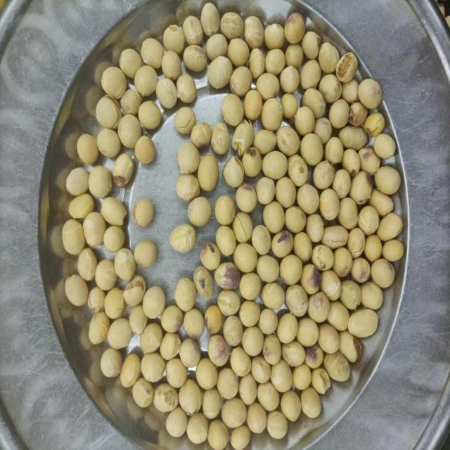 Most Frequently Appearing Soybean Varieties In The Dataset Download