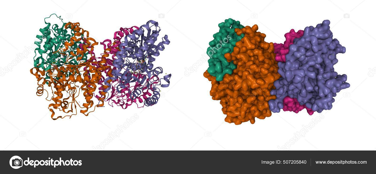 The Azotobacter Vinelandii Nitrogenase Mofe Protein Download