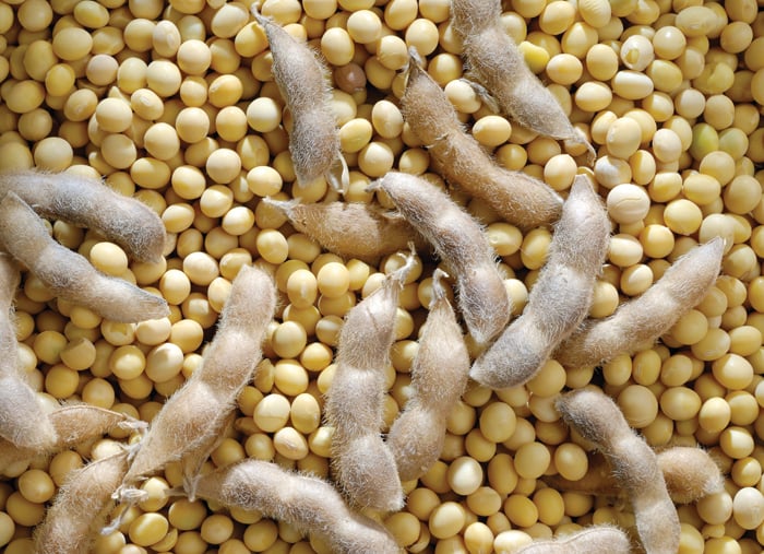 Soybean Accessions Used In The Study Download Table