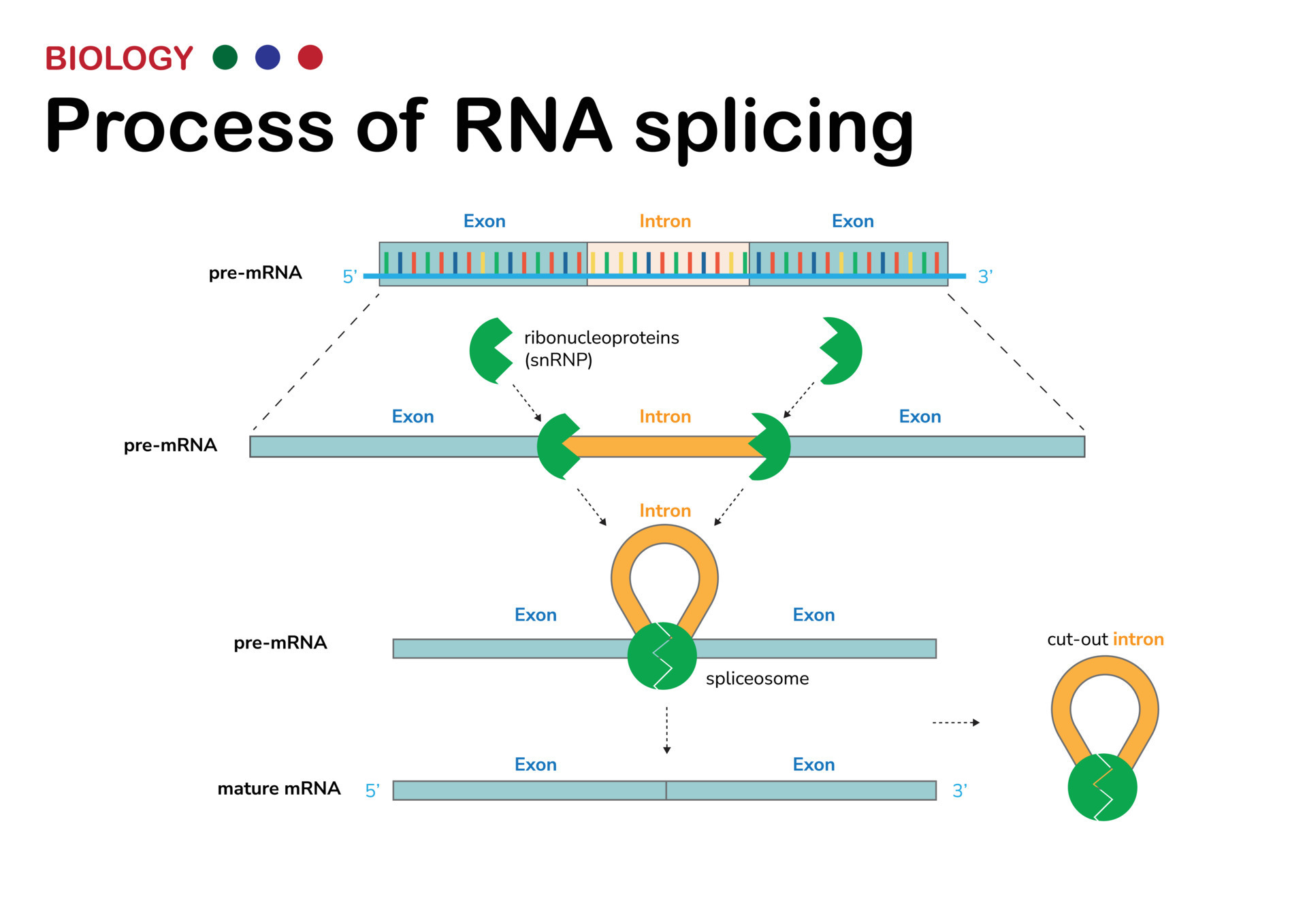 A Conserved Program Of Differential Rna Splicing And Translation A