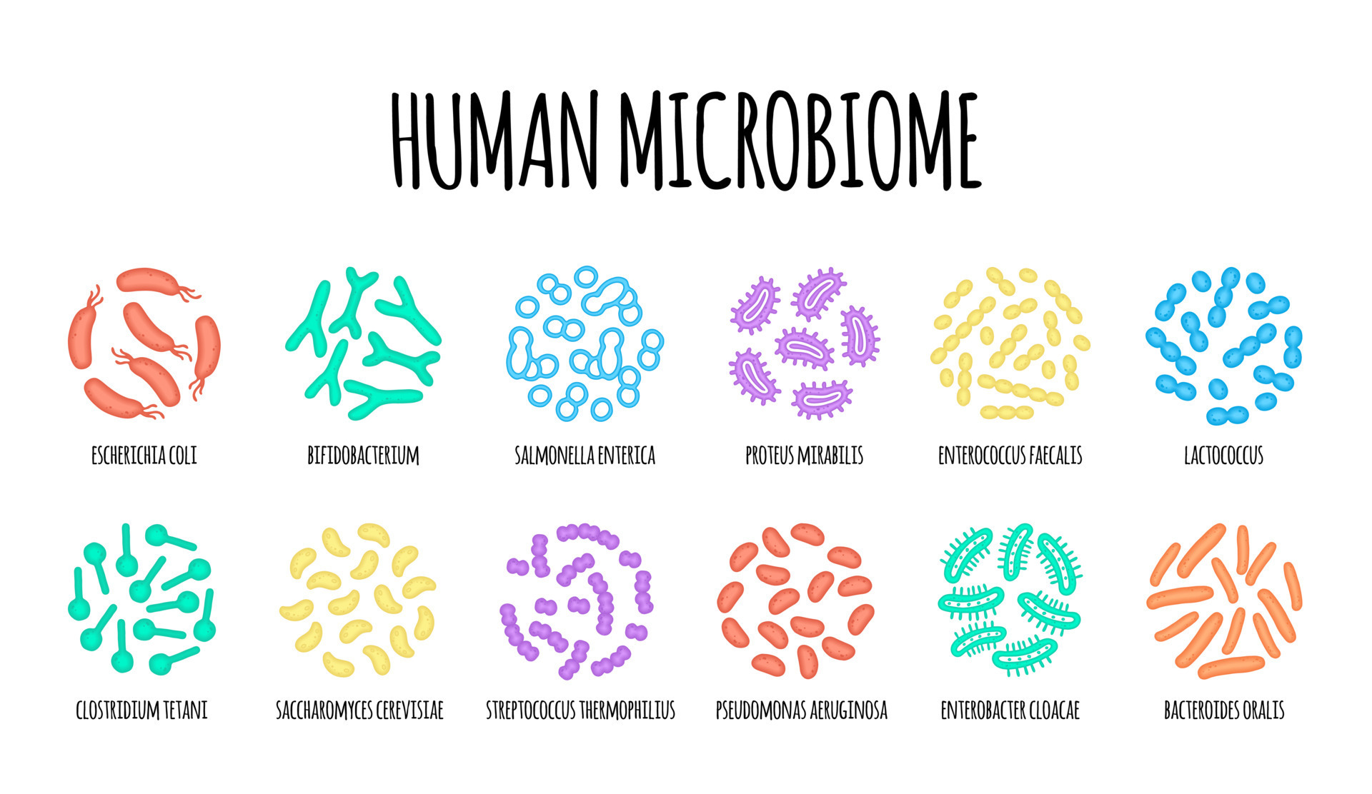 What Is The Microbiome In Simple Terms