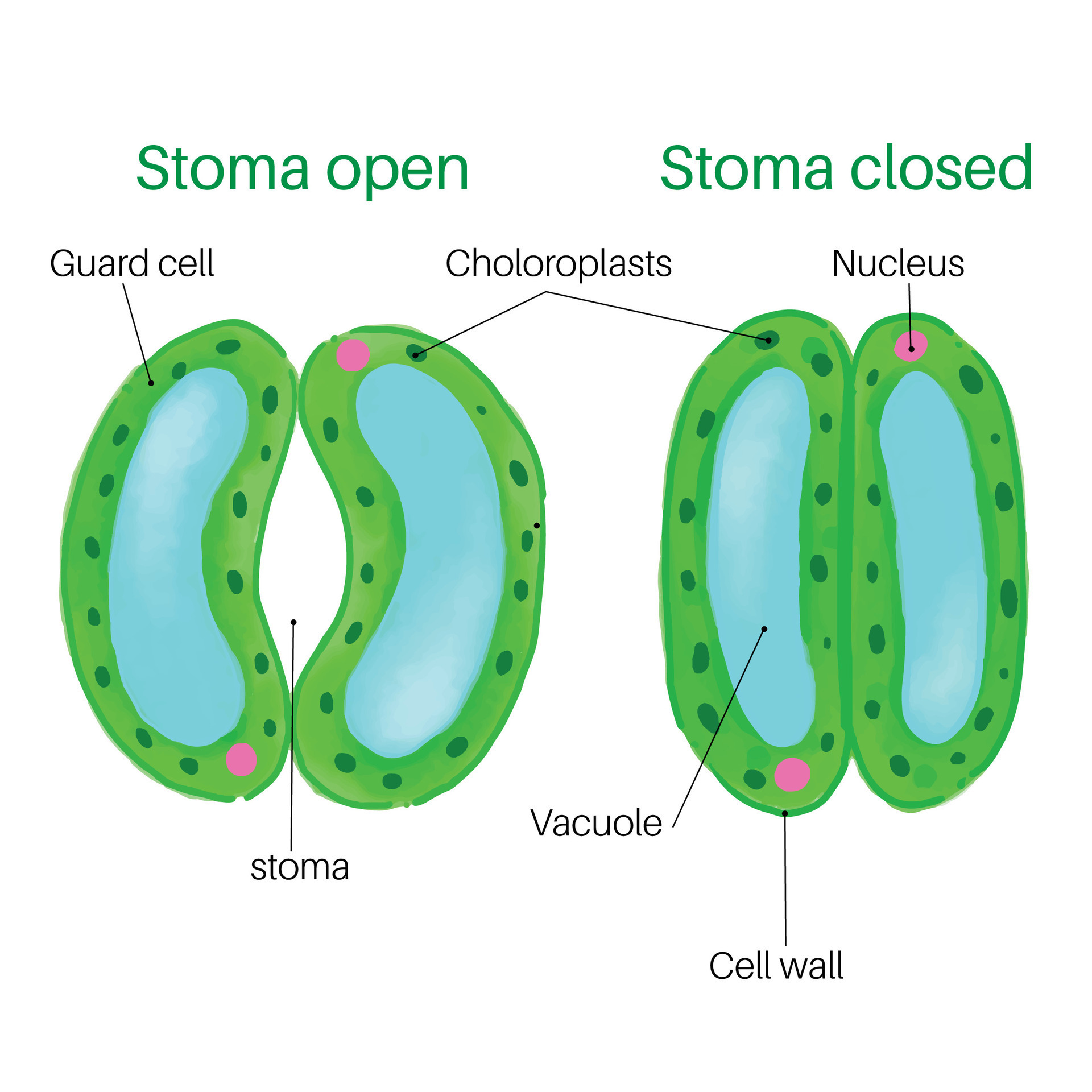 Describe The Mechanism Of Opening And Closing Of Stomata