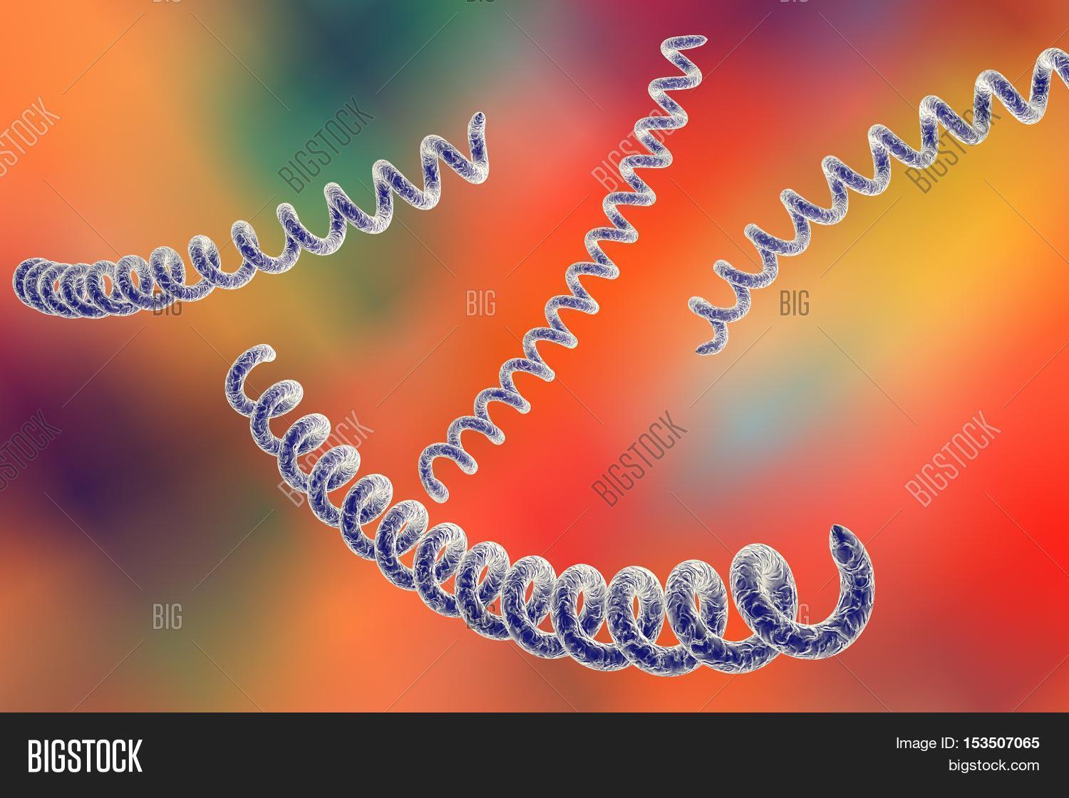 Treponema Pallidum Semantic Scholar