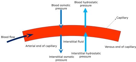 Capillary Fluid Exchange Morphologicum