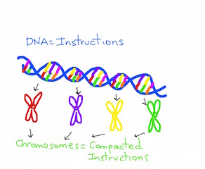Macromolecules Geeksforgeeks