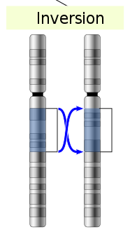 Inversion Mutation Examples