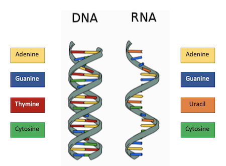 Rna Isolation From Frozen Cells