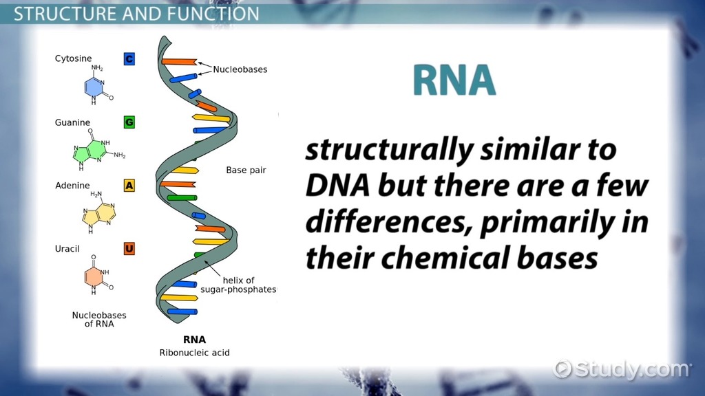 Genetic Material Of The Cell
