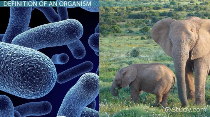 Organisms In Urine