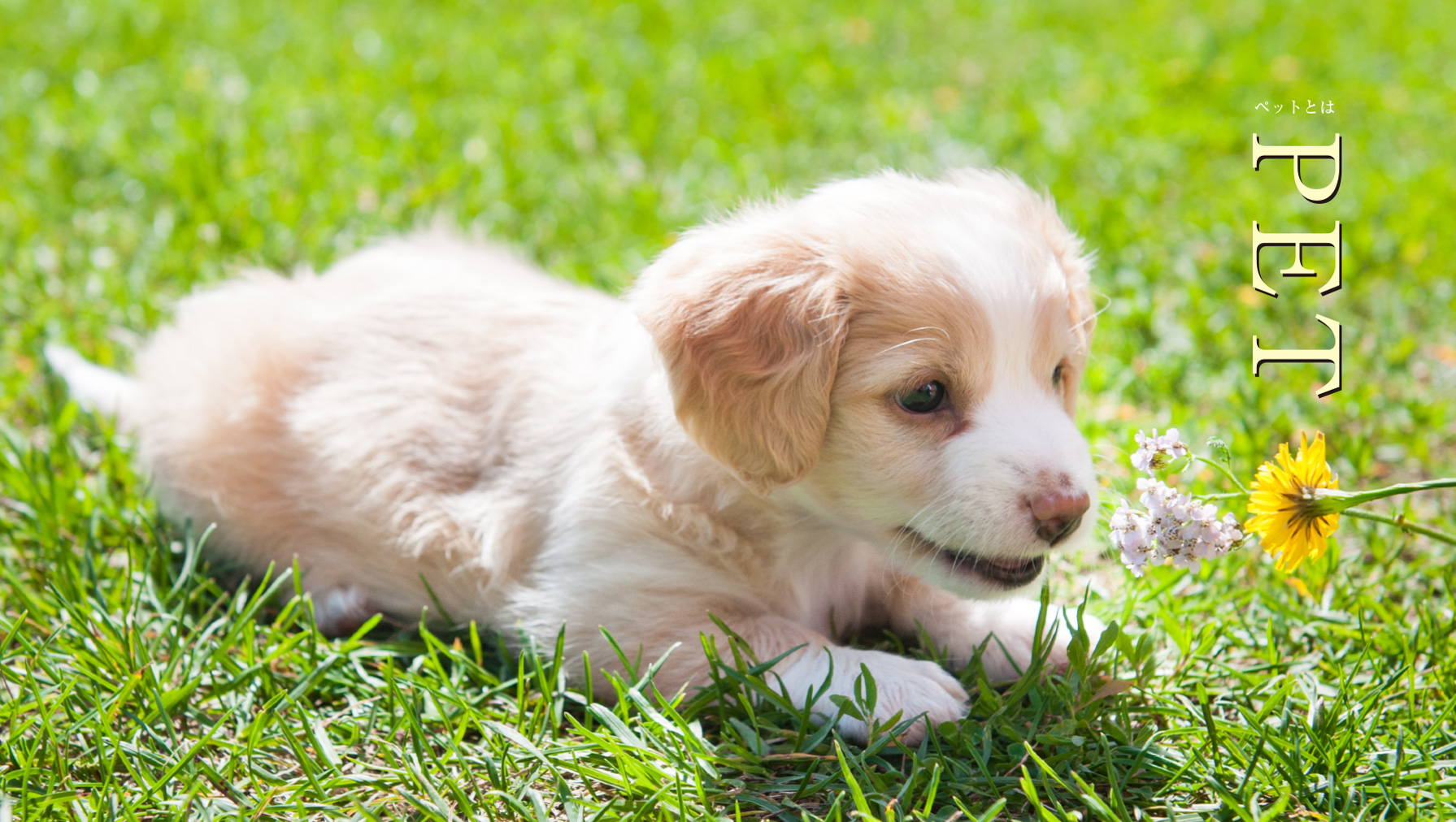 Pet Filament Reviews Waterproof And Food Safe 3d Printing Material