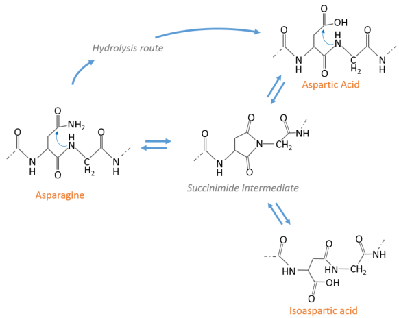 Mechanism Of Asparagine Asn Deamidation Schematic Representation Of