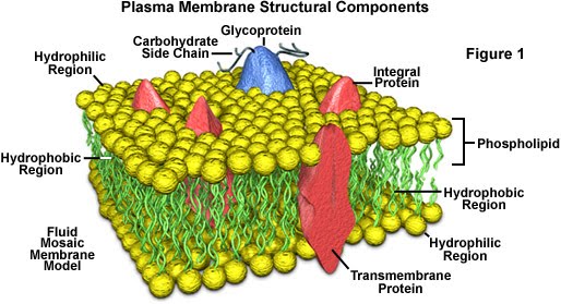 Phospholipids In Cell Membrane