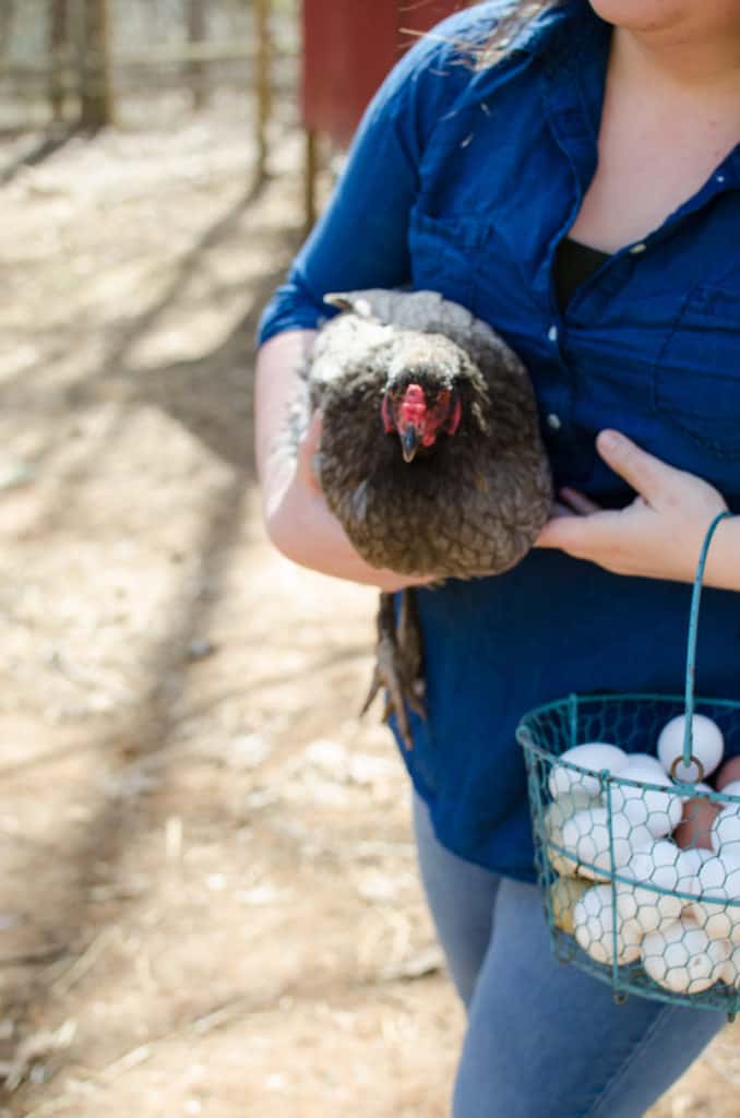 Astragalus For Chickens