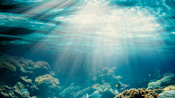 Deep Learning For Image Recognition Convolutional Neural Network With