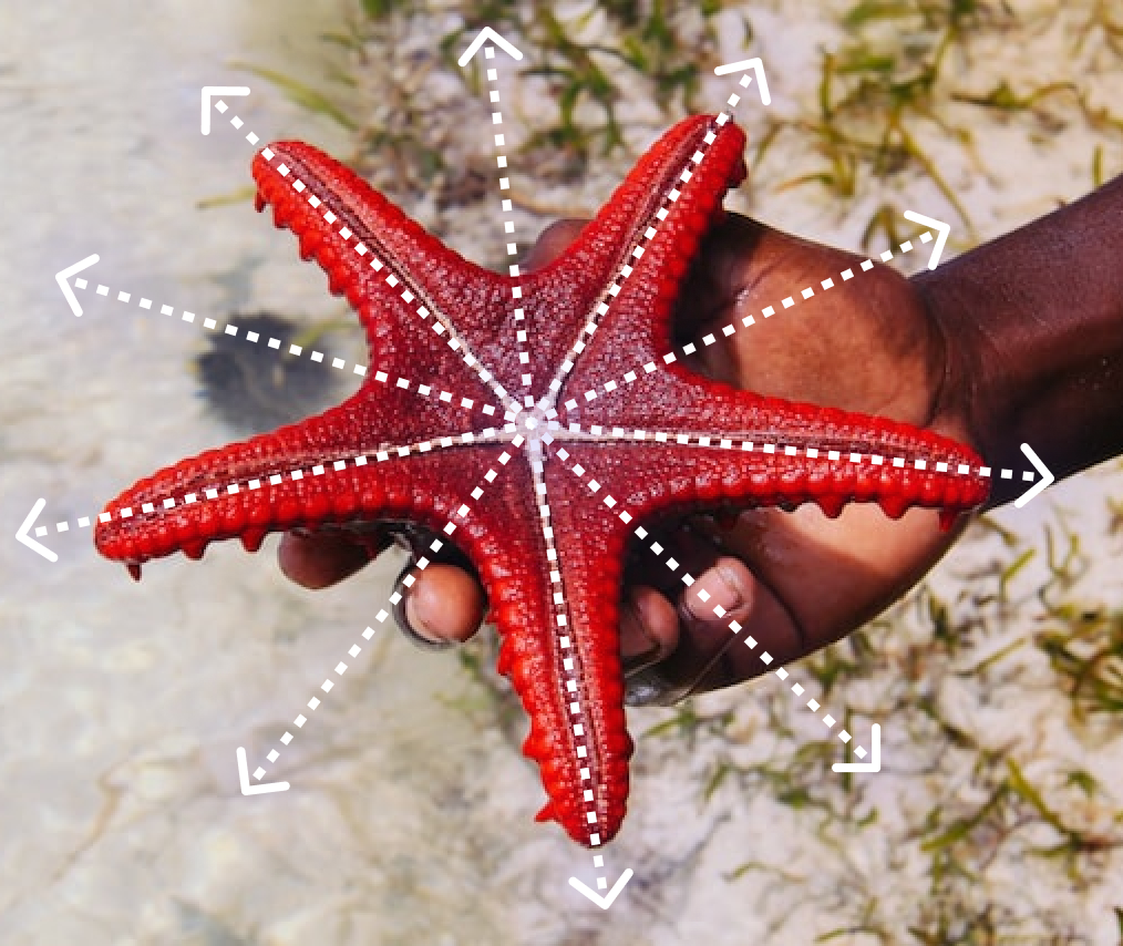 The Symmetry Asymmetry In Spatial Relationships Download Scientific