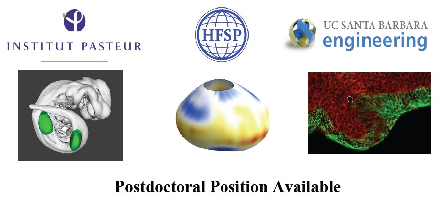 Postdoctoral Position Purinergic Signaling In Plants Legume Microbe