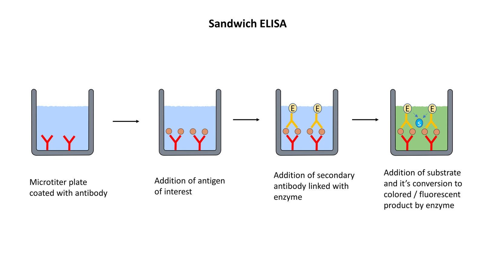 Assay Development For High Content Quantification Of Sod1 Mutant