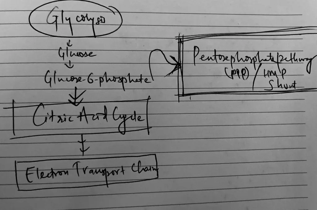 Pentose Phosphate Pathway Inhibitor