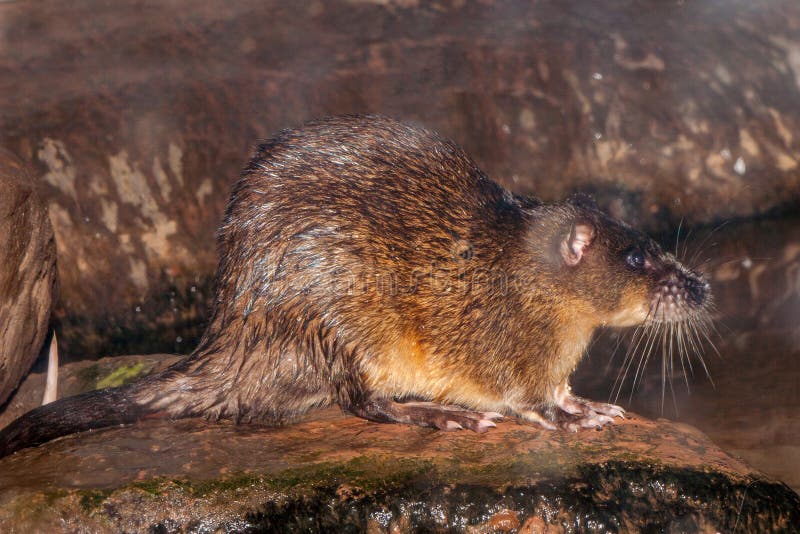 Rakali Common Water Rat Unsung Animals Wiki Fandom