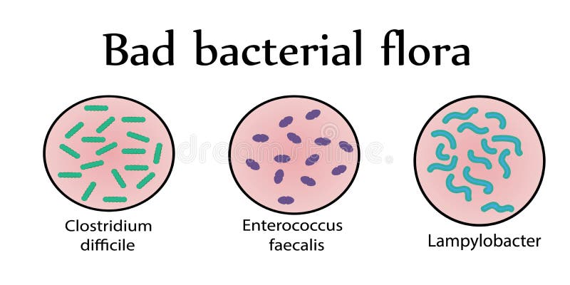 The Bacterial Flora Inhabits In Regions Of Human Gastrointestinal Tract