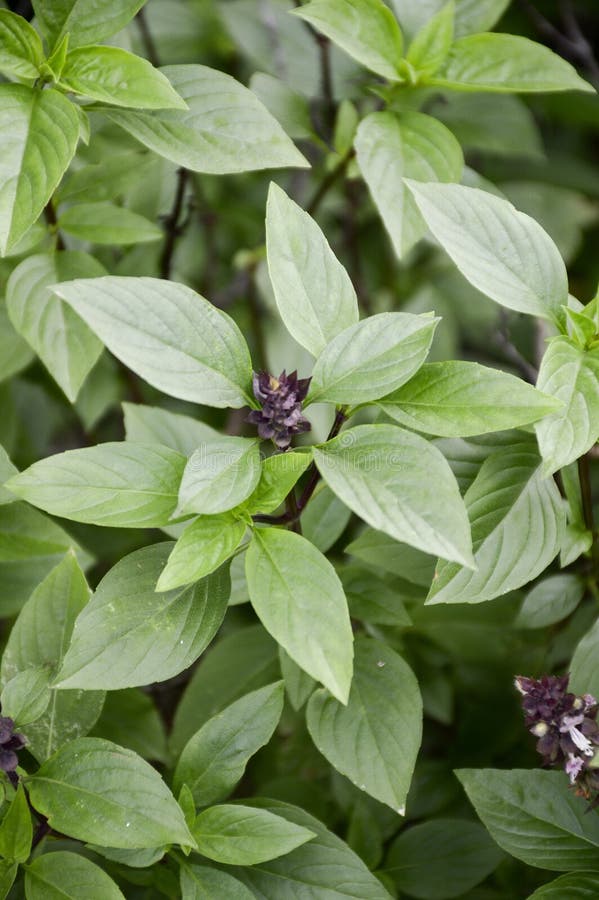 2 774 Ocimum Basilicum Medical Images Stock Photos 3d Objects