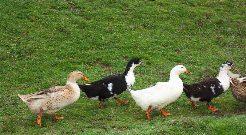 Patos Agua Naturaleza Foto Gratis En Pixabay Pixabay