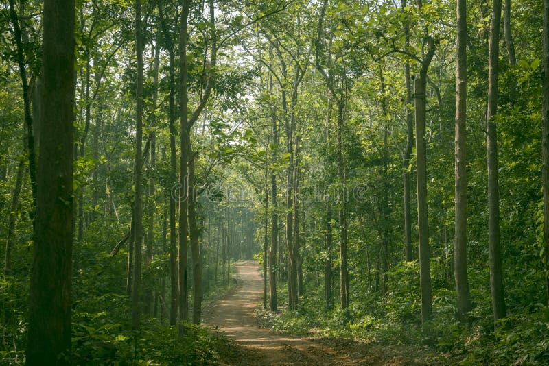 Widespread Forest In India