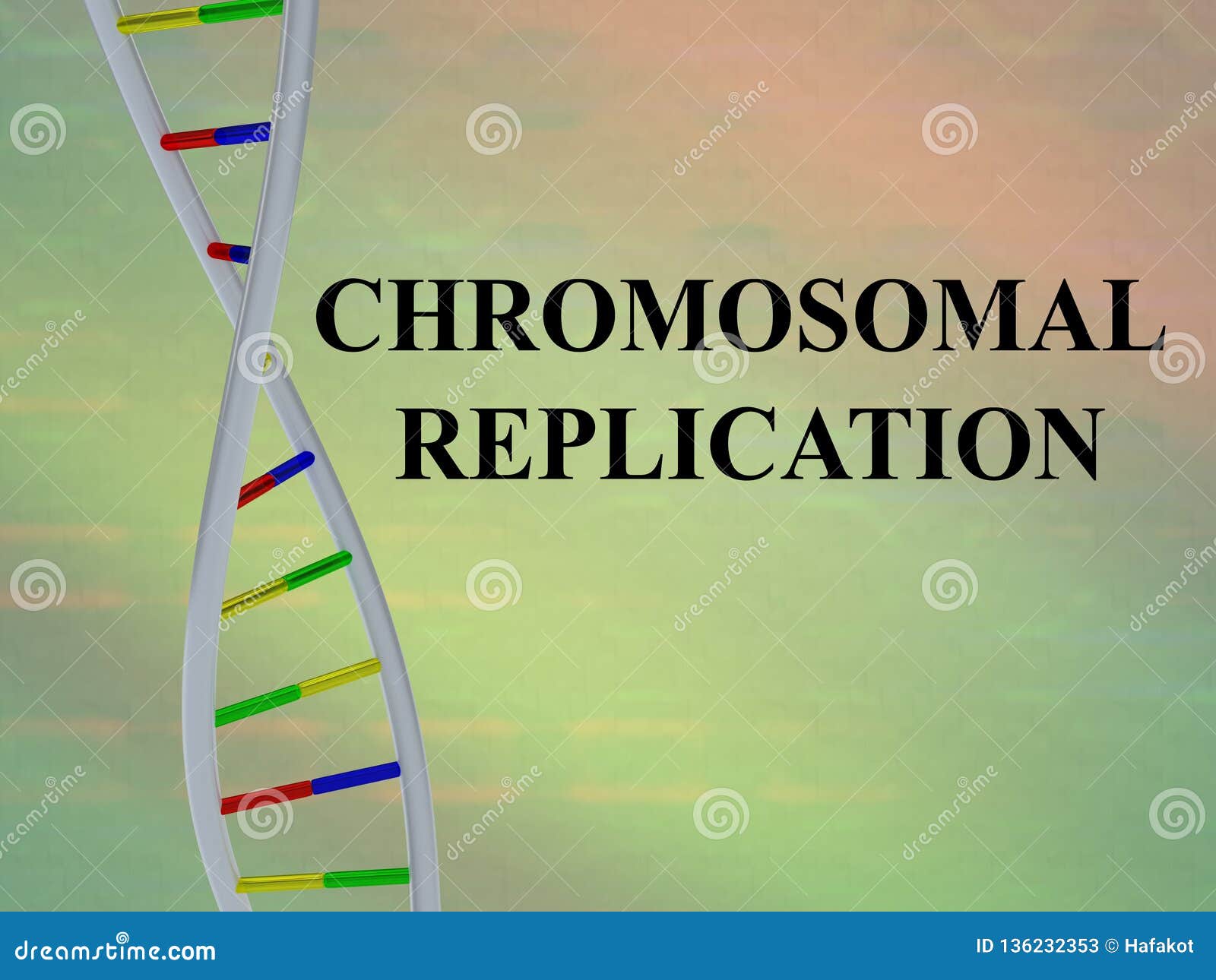 Vector Illustration Of Chromosomal Replication Isolated On White