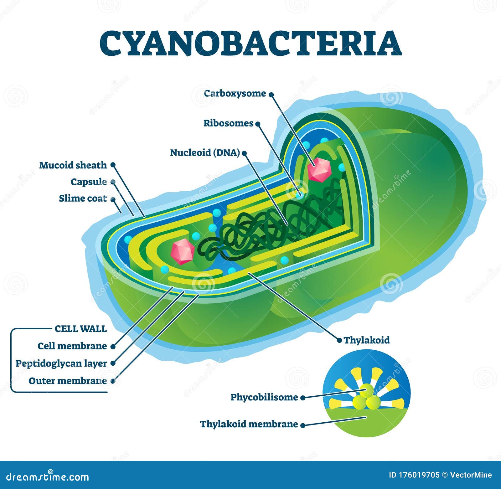 Cyanobacteria Cyanobacteria Wikipedia The Free Encyclopedia Pdf