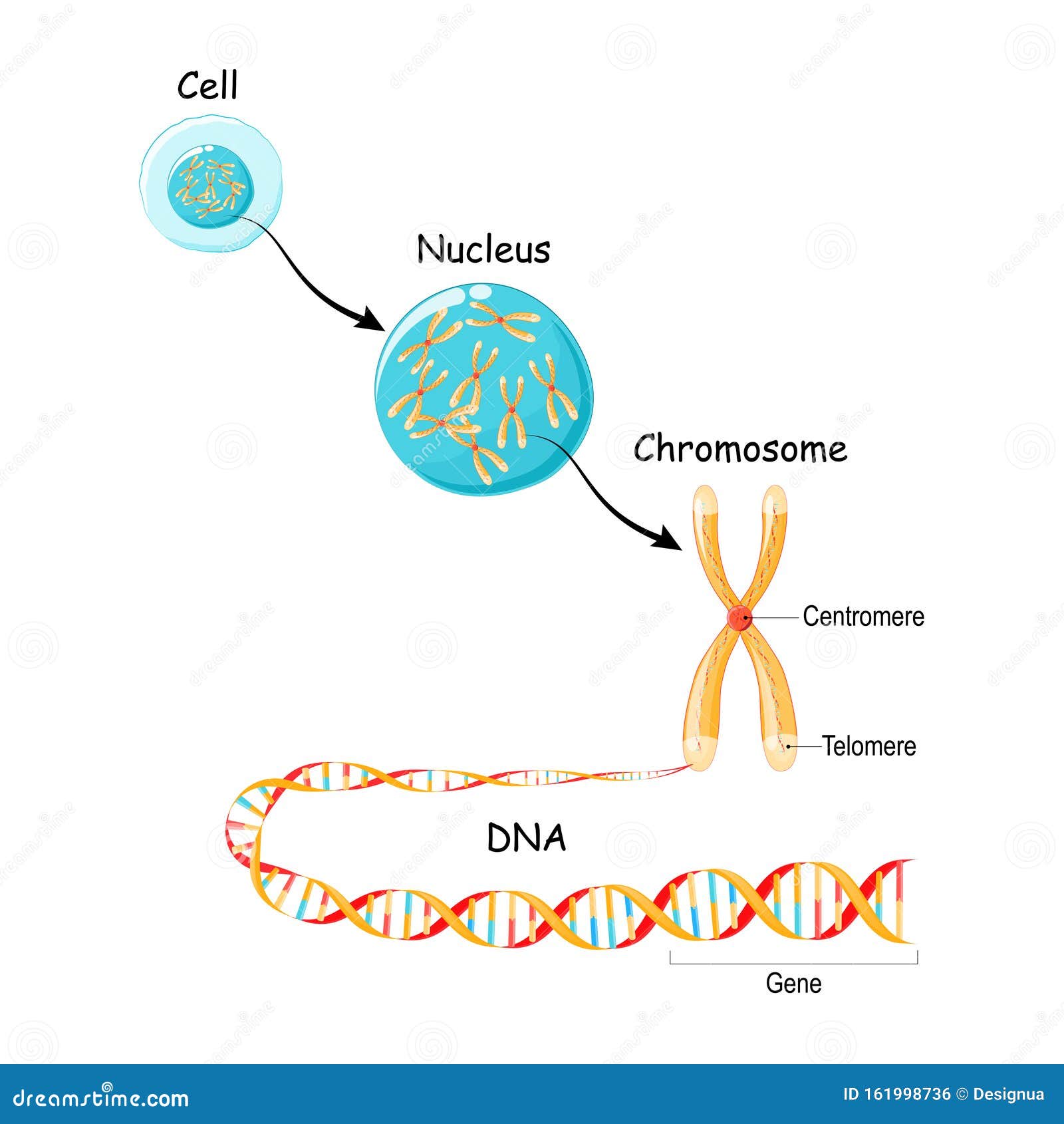 Gene Editing Primer What S The Difference Between Crispr Crops And