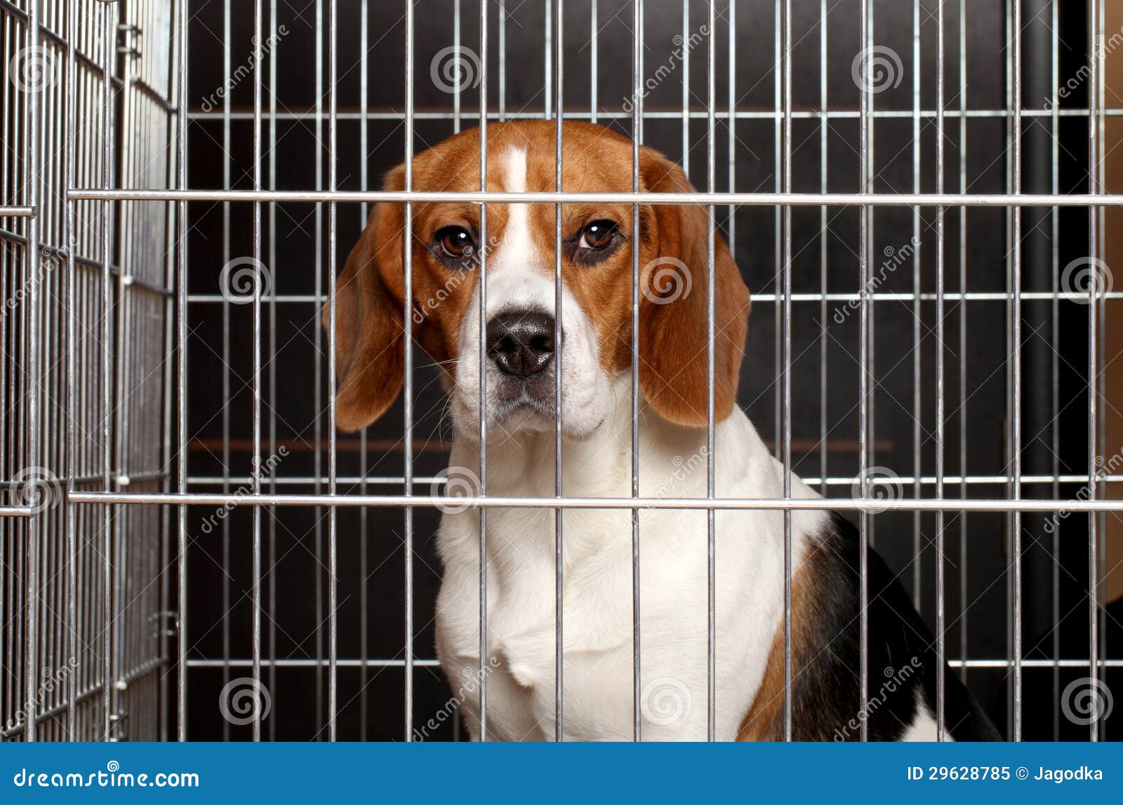 Agressieve Hond In Kooi Stock Foto Image Of Omheining 52183792