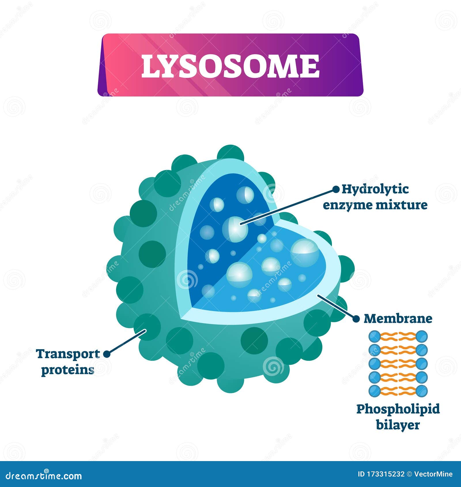 Lysosome Phagocytosis Html 06 14lysosomes P Jpg