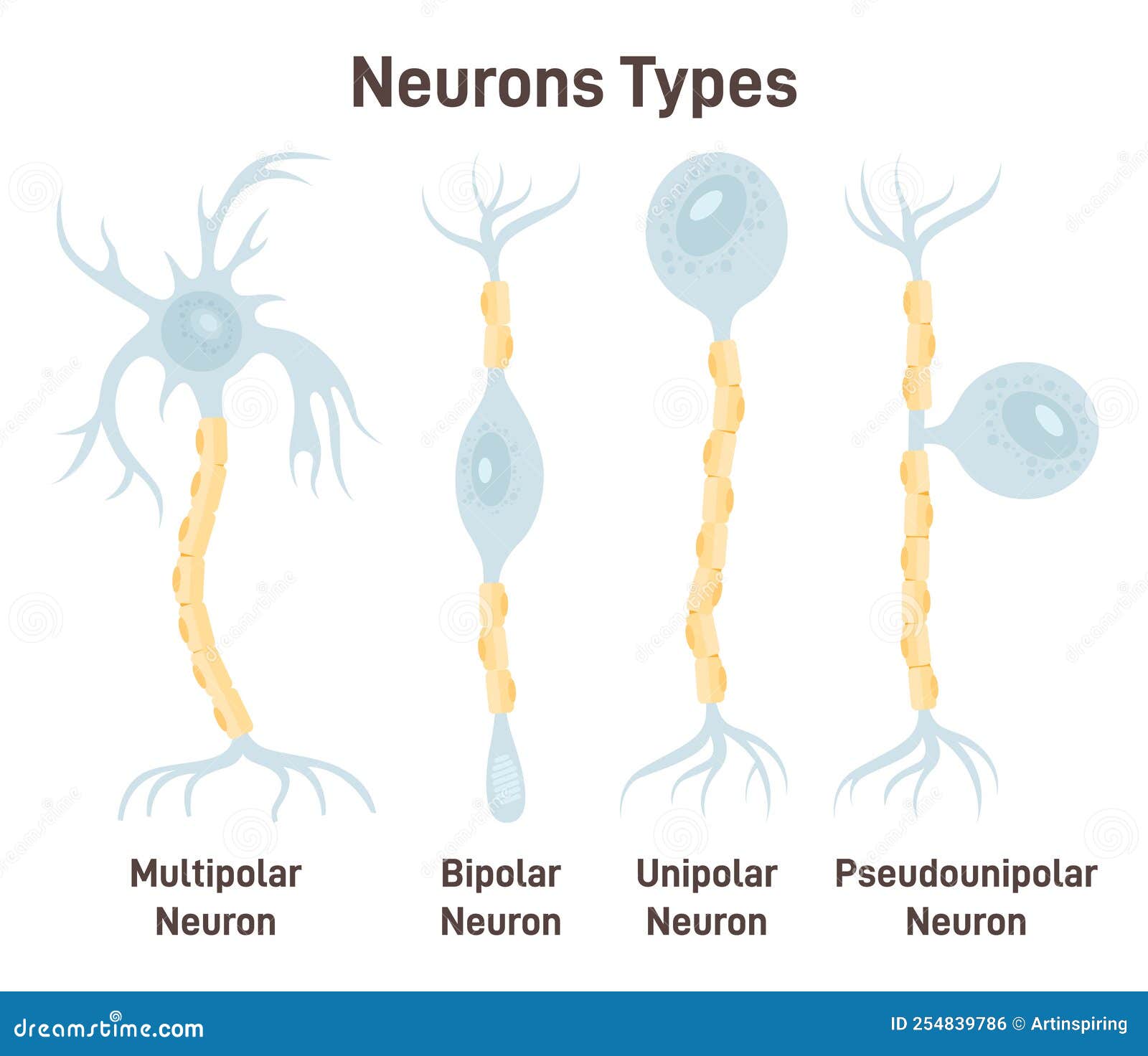 Neuronal Polarity