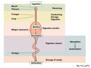 Most Motile Unicellular Organisms Display A Pattern Of Motility