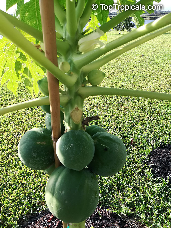 Carica Papaya Pha Tad Ke Botanical Garden