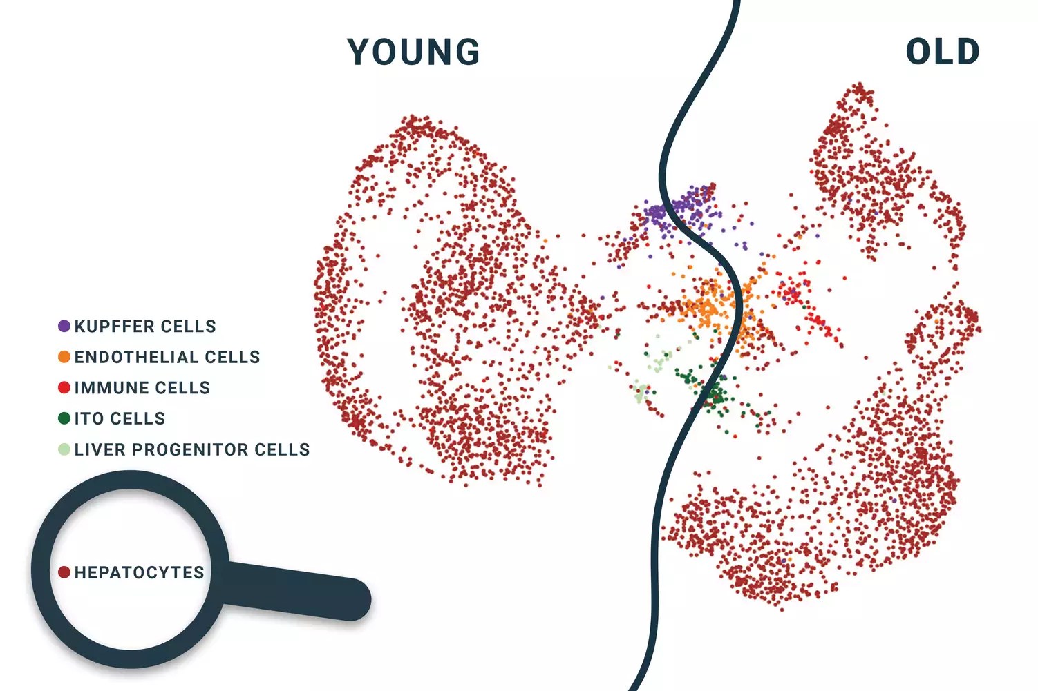 Ageing Cells Light Microscopy Time Lapse Footage Stock Video Clip