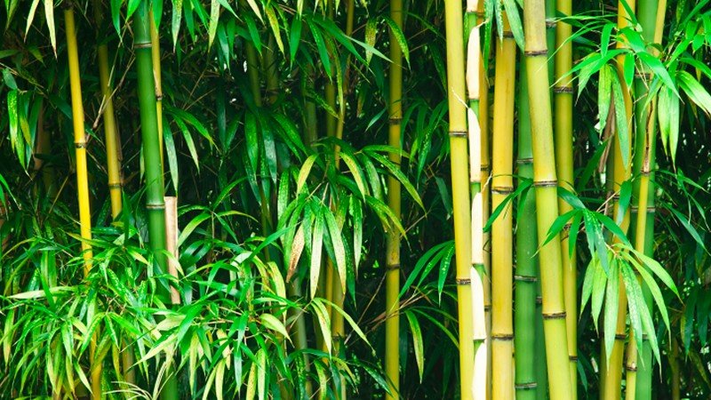 Bambu Studio Infill Defying Physics Rbambulab