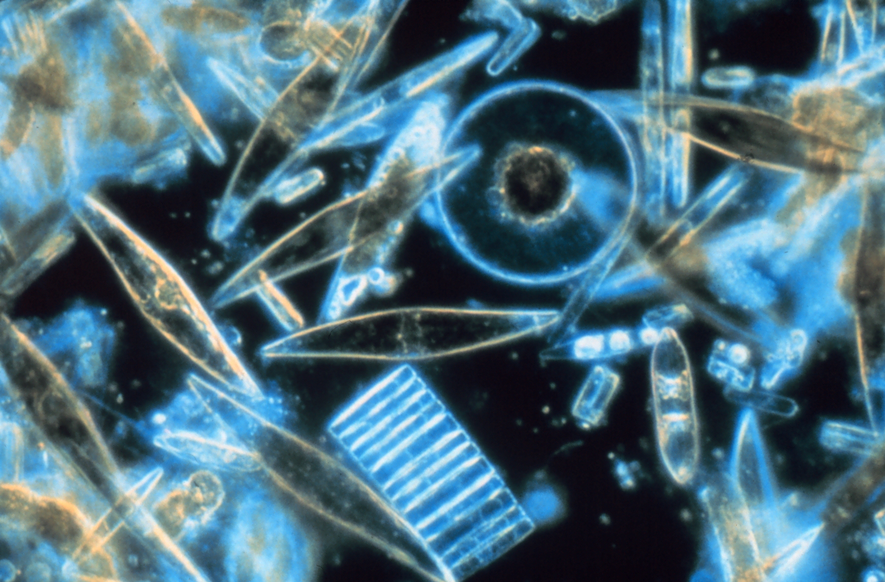 Diatoms Have Hard Glass Like Exterior Made Of Silica As They Die