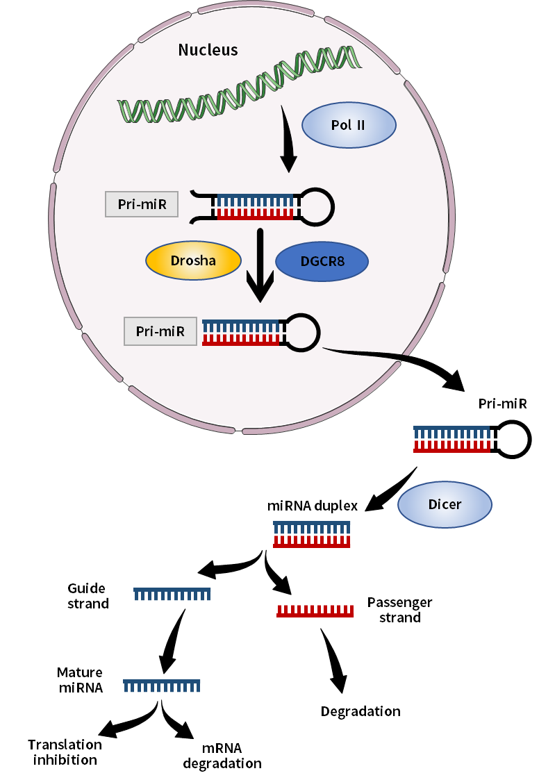 List Of The Mirna Assays Used For Qpcr Download Scientific Diagram